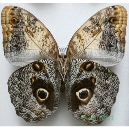 Caligo sp. reverse Peru 101mm66f